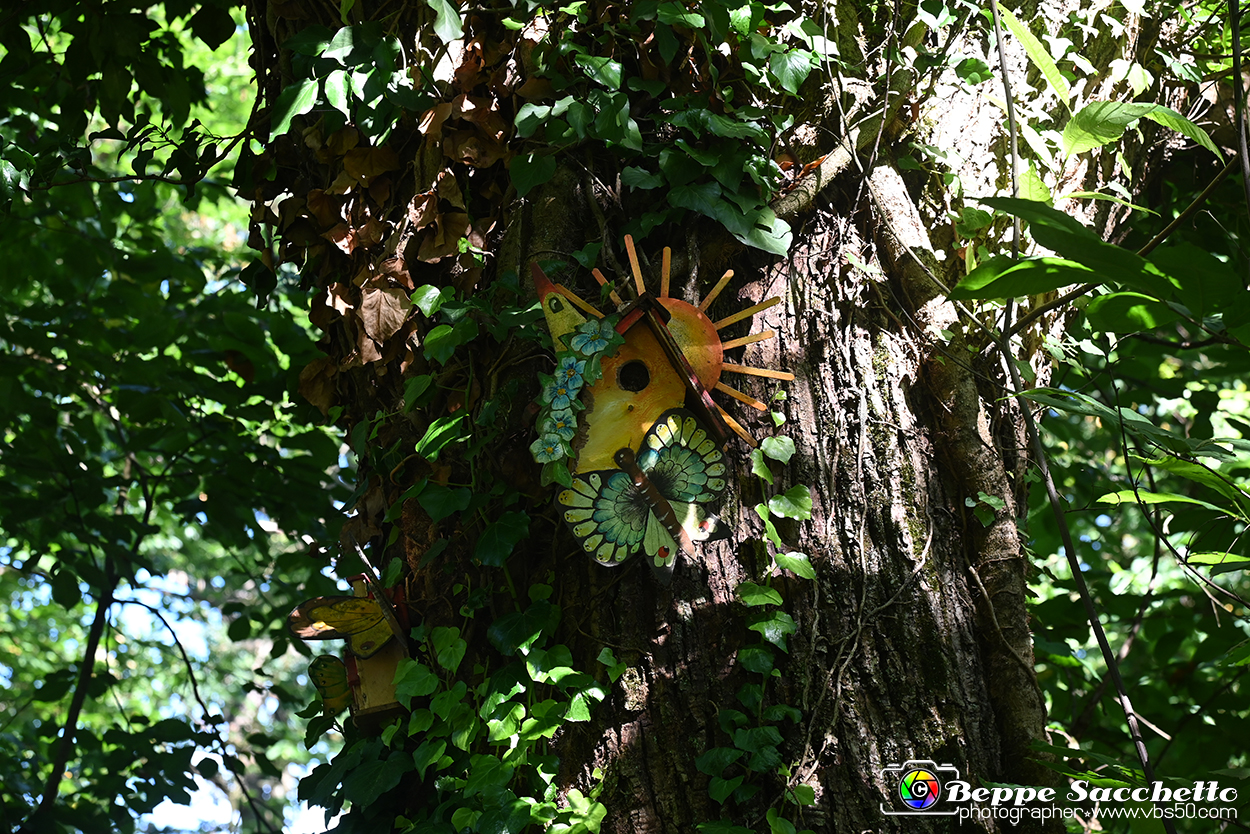 VBS_4671 - Il bosco fatato - Montaldo Roero.jpg